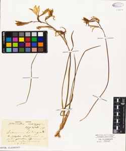 Anthericum liliago L.