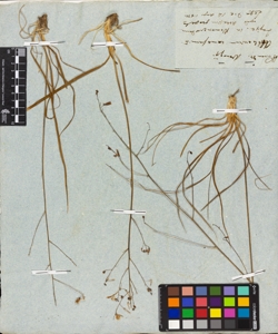 Anthericum ramosum L.