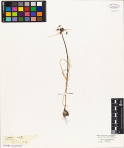 Allium flexum Kit.