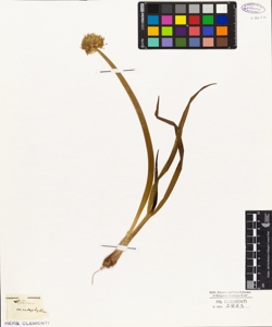 Allium ceratophyllum