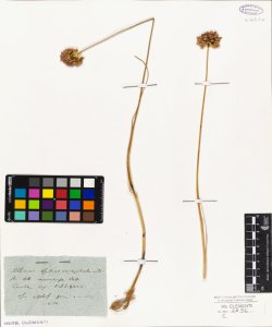 Allium sphaerocephalum L.