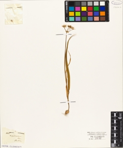 Allium trifoliatum Cyr.
