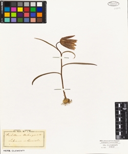 Fritillaria meleagris L.