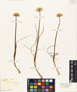 Allium schoenoprasum