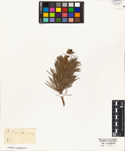 Pinus .?..virginiana