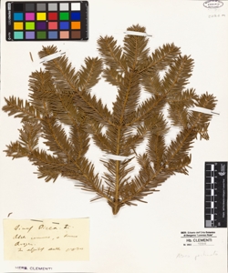 Pinus picea L.