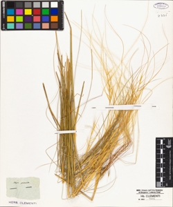 Stipa pennata