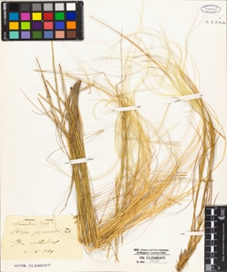 Stipa pennata L.