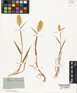 Polypogon monspeliensis