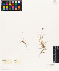 Sesleria sphaerocephala