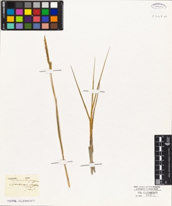 Spartina stricta Steud?