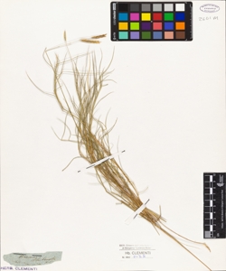 Bromus pluckenetii