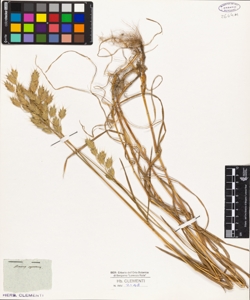 Bromus squarrosus