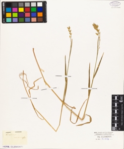 Bromus racemosus
