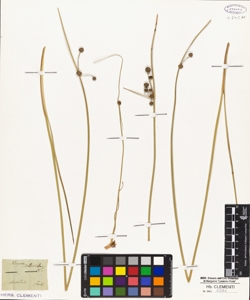 Holoschoenus vulgaris L.