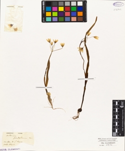 Allium pendulinum T.