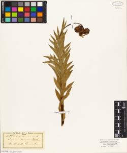 Lilium chalcedonicum L.