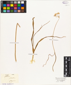 Allium ciliatum