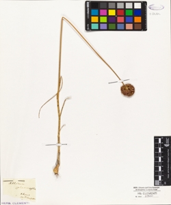 Allium sphaerocephalum