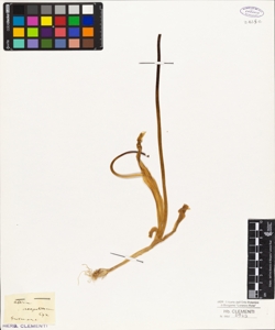 Allium neapolitanum Cyr.