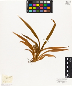 Sanseviera carnea Andr.