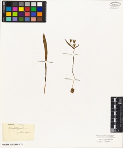 Ornithogalum sylvaticum