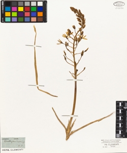 Ornithogalum narbonense