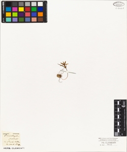 Ornithogalum pratense