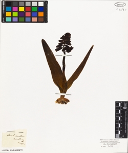 Lachenalia tricolor Jacq.