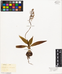 Lachenalia lanceaefolia