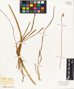 Ornithogalum pyrenaicum