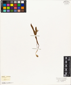 Ornithogalum sylvaticum