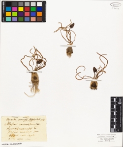 Muscari racemosum W.