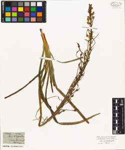 Ornithogalum narbonense