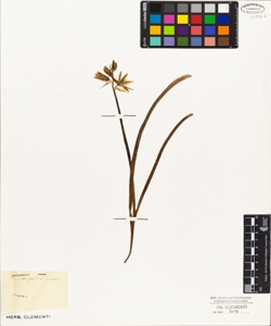 Ornithogalum nutans