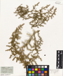 Asparagus acutifolius