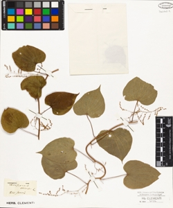 Dioscorea villosa L.