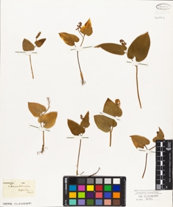 Convallaria bifolia Cau. ?