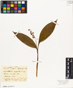 Convallaria majalis L.
