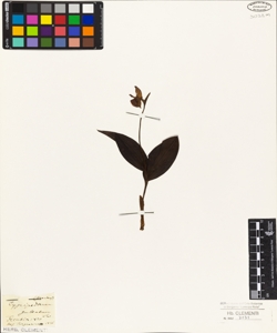 Cypripedium guttatum