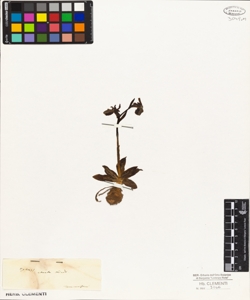 Ophrys atrata Lindl.