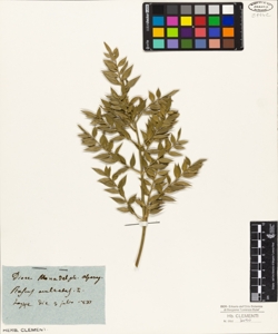 Ruscus aculeatus L.