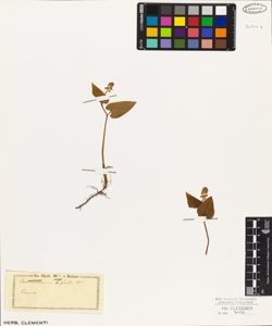 Convallaria bifolia L.