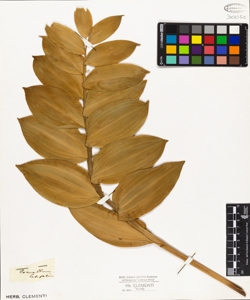 Convallaria latifolia