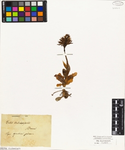 Orchis undulatifolia Bivona