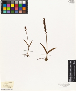 Orchis monorchis
