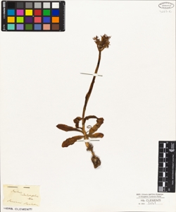 Orchis undulatifolia Biv.