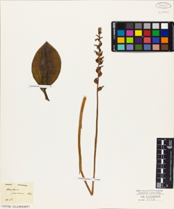 Neottia procera Ker.