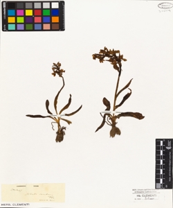 Orchis pseudo sambucina Ten.