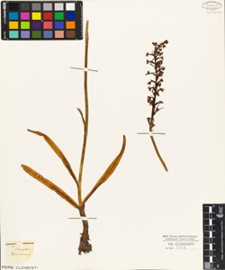 Orchis conopsea L.